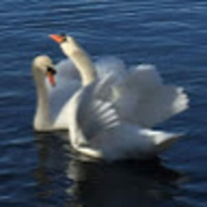 Meet your Posher, Adela